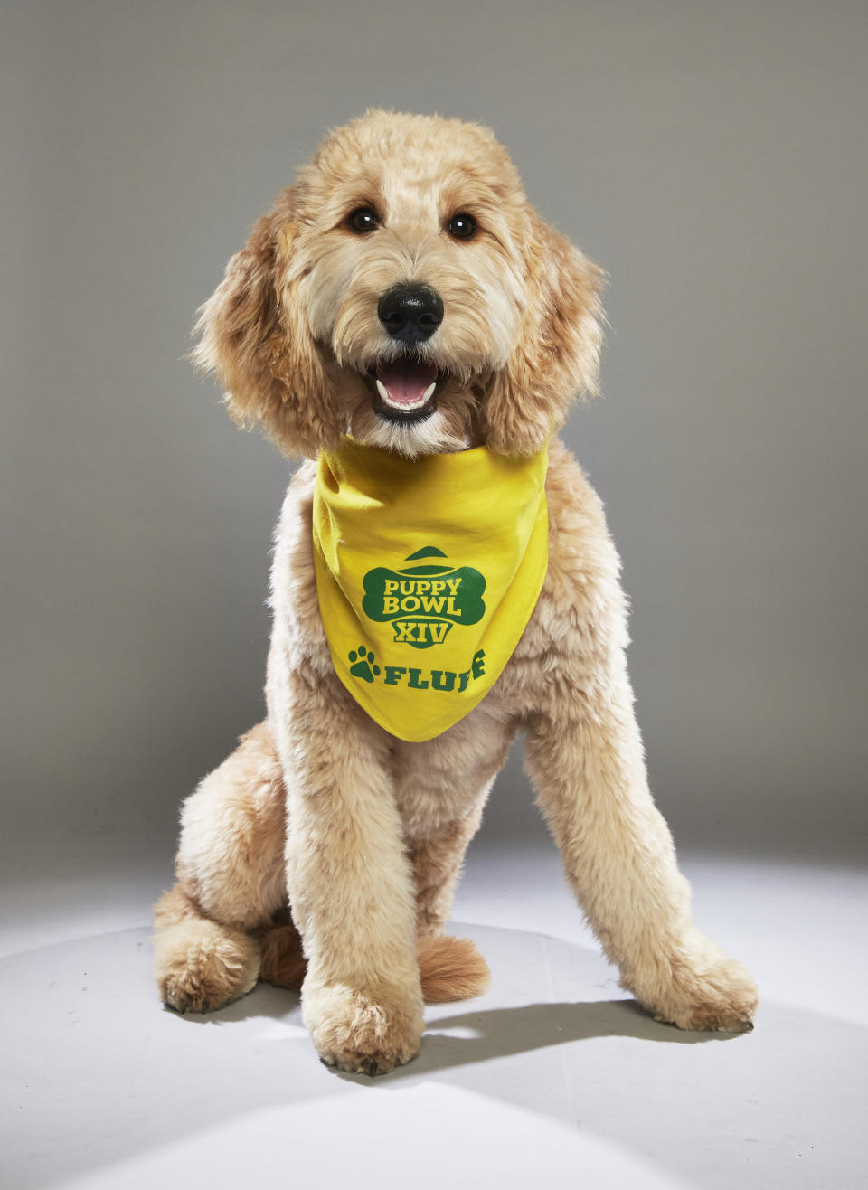 <p>Team: Fluff<br>From: Green Dogs Unleashed<br>(Photo: Animal Planet) </p>