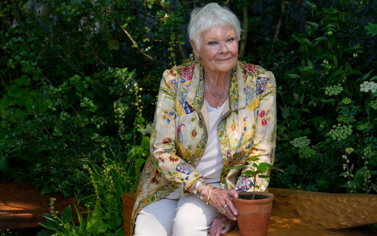 Dame Judi Dench placed a seedling from the felled Sycamore Gap tree in a National Trust garden at the Chelsea Flower Show