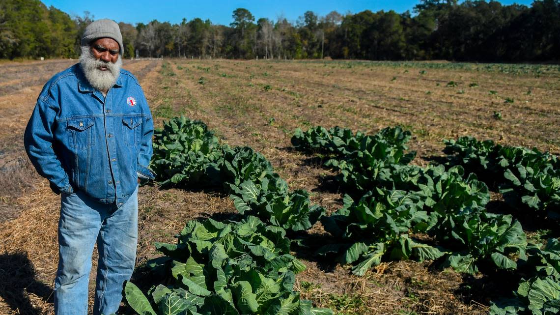 Jacky Frazier, stands among his remaining collard greens on Jan 17, 2024, after an overnight low dropped temperatures below freezing on St. Helena Island. Frazier said the collards are sturdy and after the remaining are harvested, he’ll install deer fencing and plant the field with melons. Drew Martin/dmartin@islandpacket.com