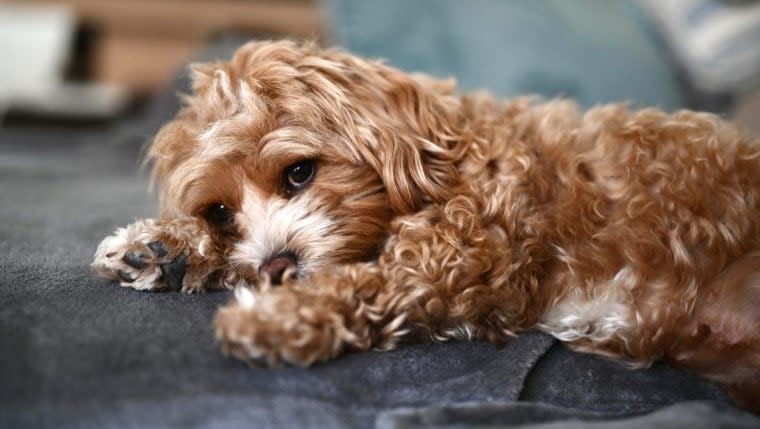 Maltipoo Puppy Stolen From Dog Mom on California Street, Authorities Searching for Suspect