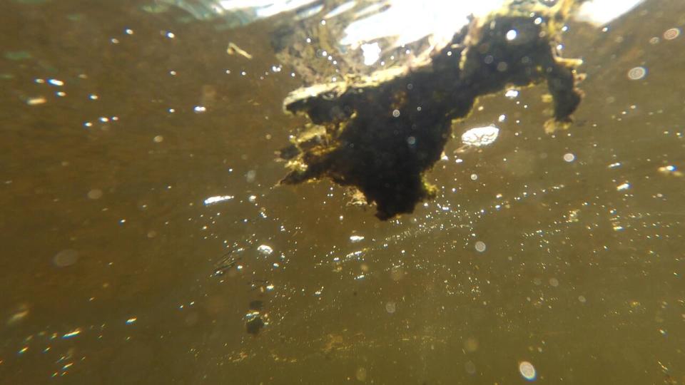 Cyanobacteria matures on the river bottom before lifting off in pieces of dense brownish-green benthic mats which can produce a dangerous neurotoxin that has killed several dogs who have injested it. 