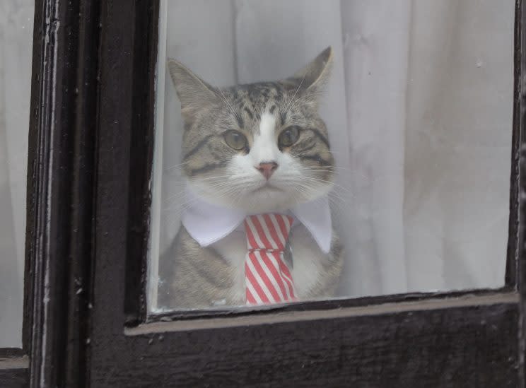 The Embassy Cat