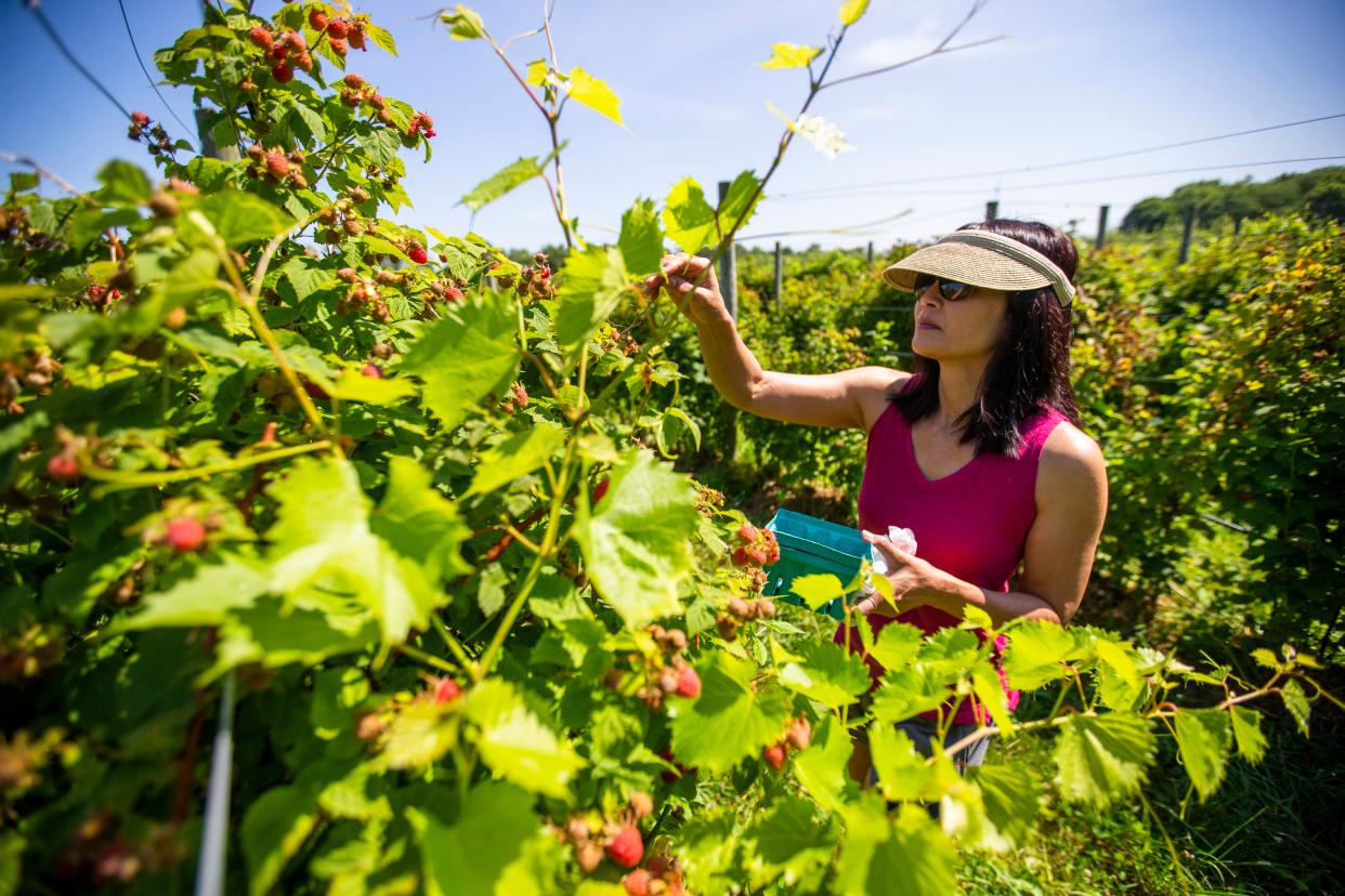 Michelle Whaley picks raspberries Wednesday, June 29, 2022 at Lehman's Orchards in Niles. She'll also visit U-picks later this summer for blueberries and apples.