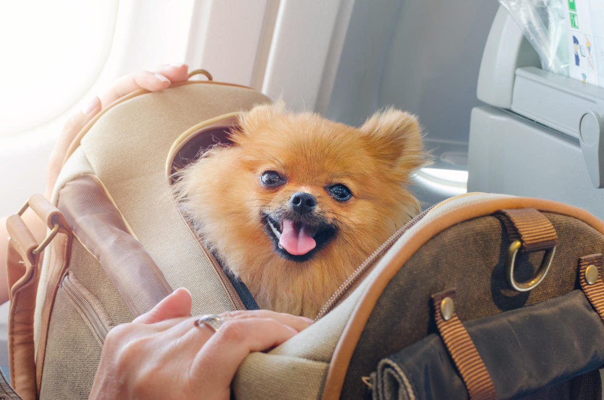 Airlines are banning emotional support animals thanks to a Department of Transportation revision. (Photo: Getty Images stock photo)