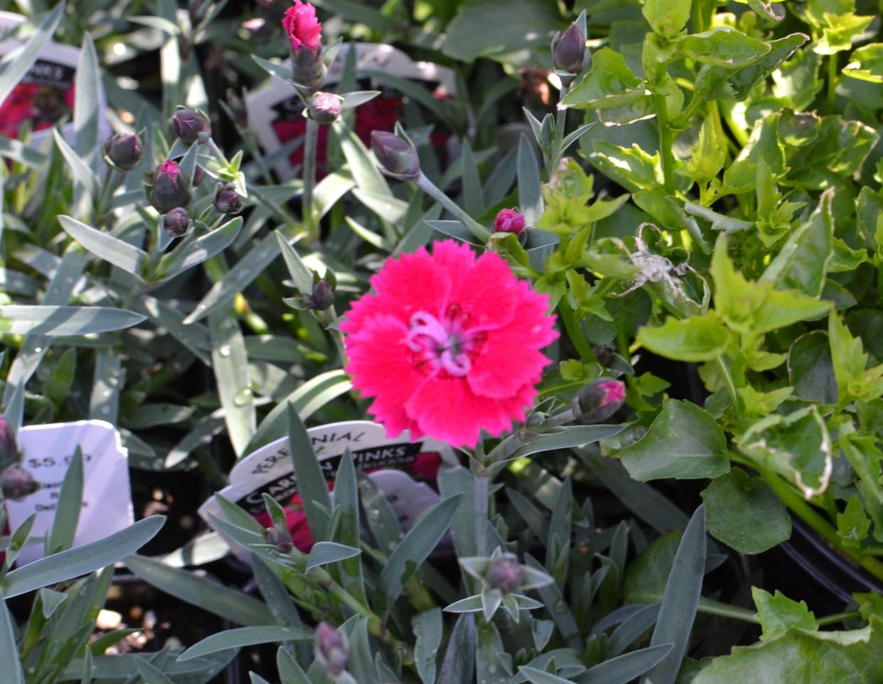 The dianthus family features more than 300 species and are considered low maintenance plants.