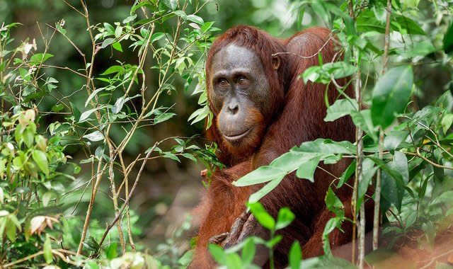近日，馬來西亞政府宣布了一項新計劃，計劃將猩猩作為一種外交手段，贈送給其主要貿易夥伴，以展示對生物多樣性的承諾。   圖 : 翻攝自百度