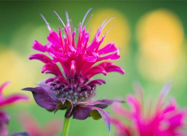 Stunning fuschia bee balm flowers.