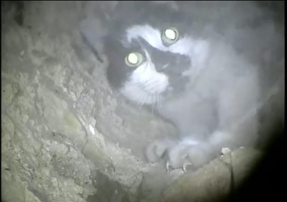 These incredible pictures show a stricken cat who had been stuck up a chimney - for SIX days. See SWNS story SWPLchimeny. The stricken feline was discovered after Jenny and David Williams heard a mysterious scratching. They heard a meow and realised a cat was stuck in a disused chimney behind the wall of their business in Ilfracombe, Devon. The pair, who run AD Williams funeral directors, called in rescuers from North Devon Animal Ambulance and Metro Rod who set about launching an impressive rescue.