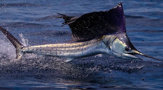 Mark McGrouther from the Australian Museum said he is confident the creature is a billfish. Photo: Getty