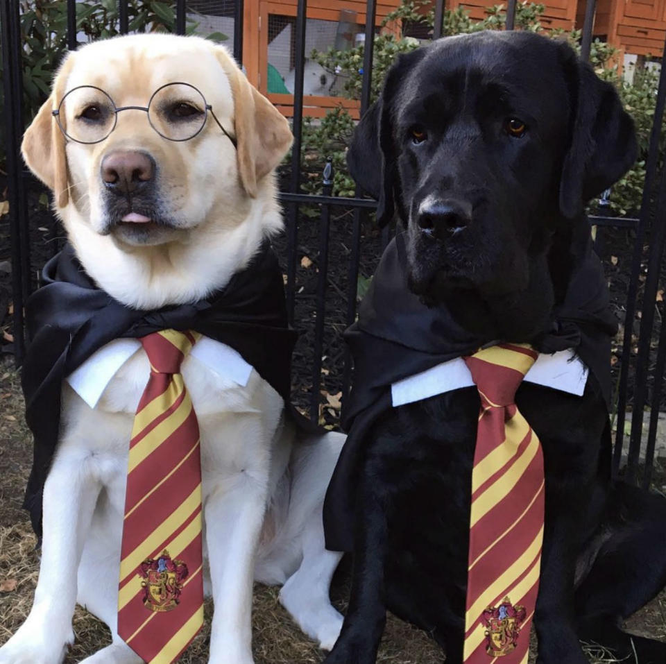 La versión canina de Harry Potter