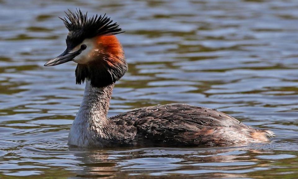 A great crested grebe on the lake at Sefton Park, Liverpool