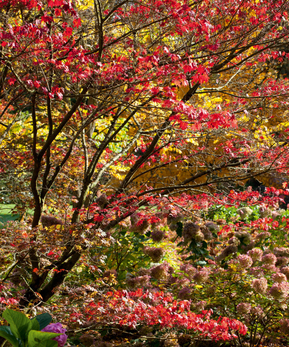 fall trees with red and orange leaves