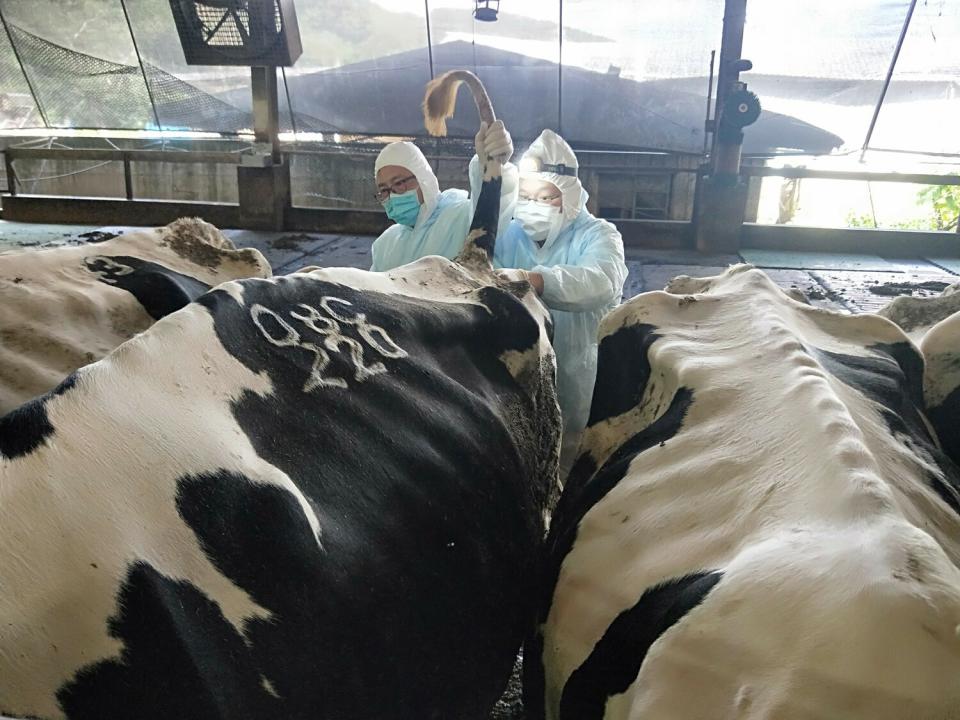 動保處為牛隻抽血，即時監測牛隻健康狀況。   圖：新北市動保處提供