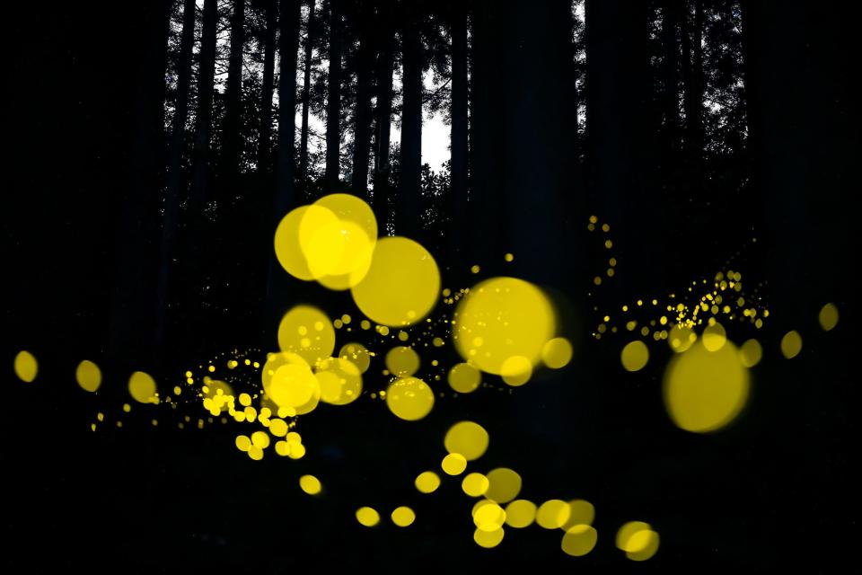 circles of yellow light in dark black woods