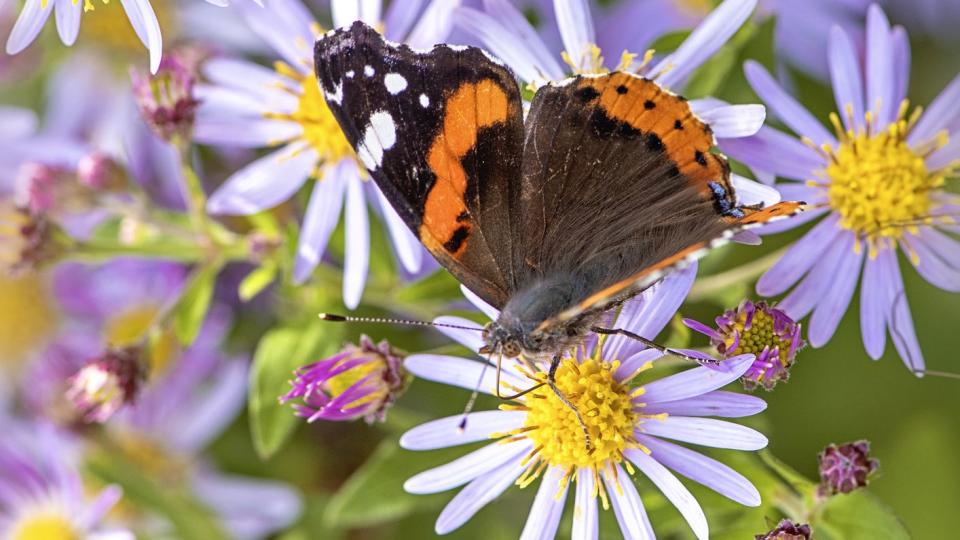 fall flowers asters