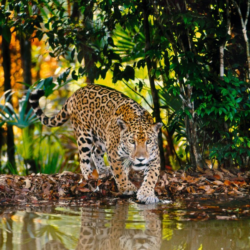 Jaguar en Belice, uno de los principales santuarios de este animal