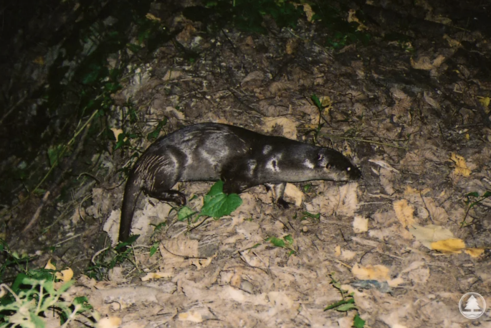 Experts found traces of Eurasian otters in the Ng Tung River in Sheung Shui: artificial rivers should be more actively activated