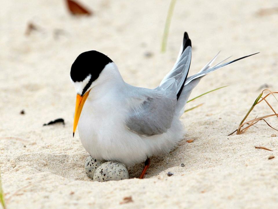 least tern white gray bird with black head and long orange beak sits on two eggs on a beach