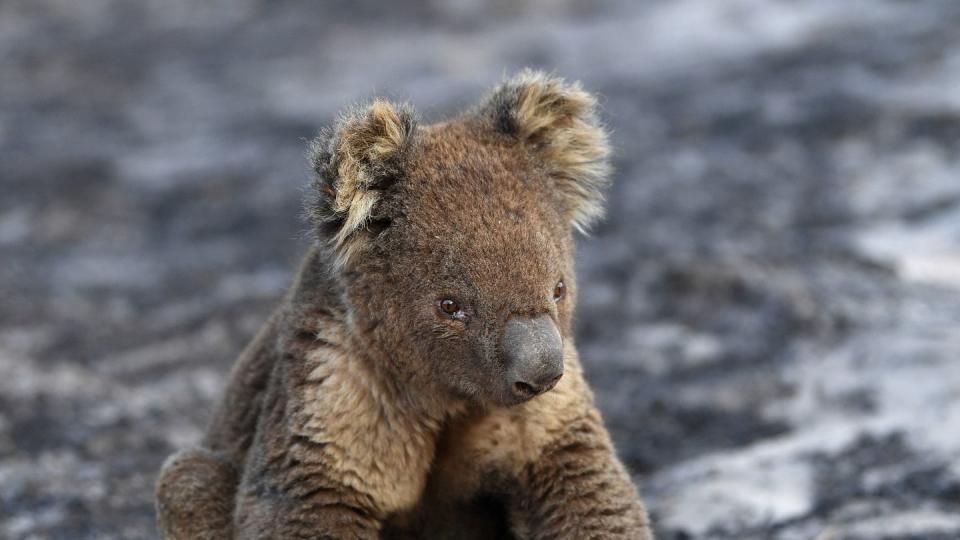 Ein verletzter Koala sitzt nach den Buschfeuern auf Kangaroo Island auf verbrannter Erde. Mehr als 60.000 Koalas sind durch die verheerenden Buschbrände im Sommer 2019/20 in Australien getötet, verletzt, vertrieben oder traumatisiert worden.