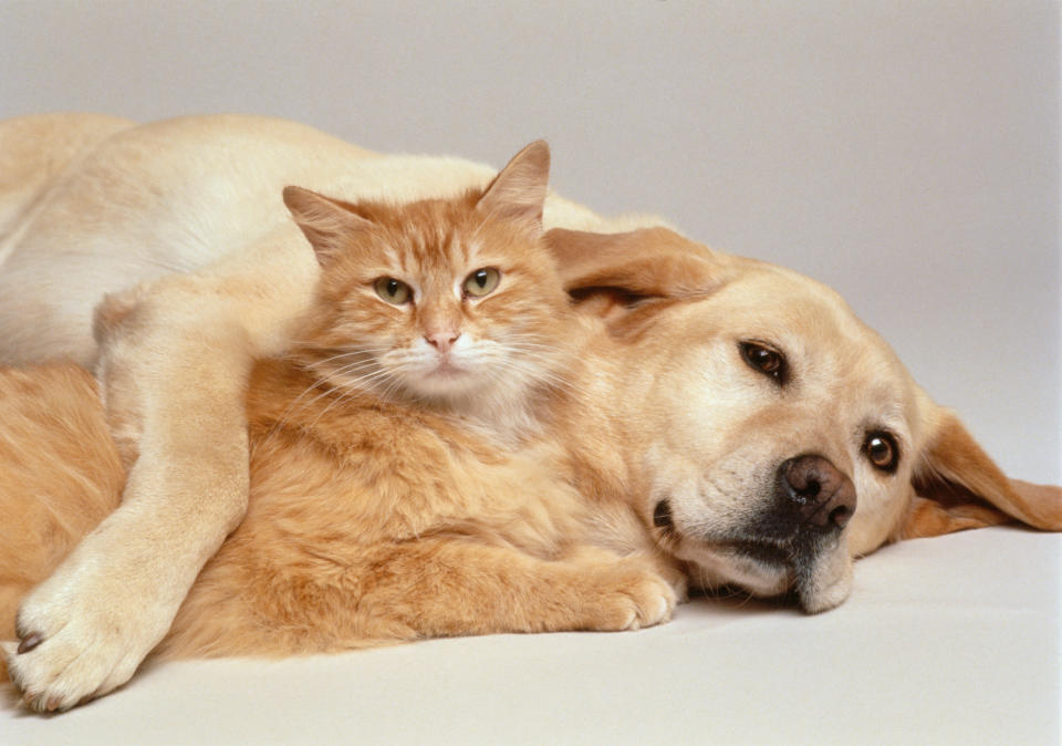 Hund und Katze kuscheln