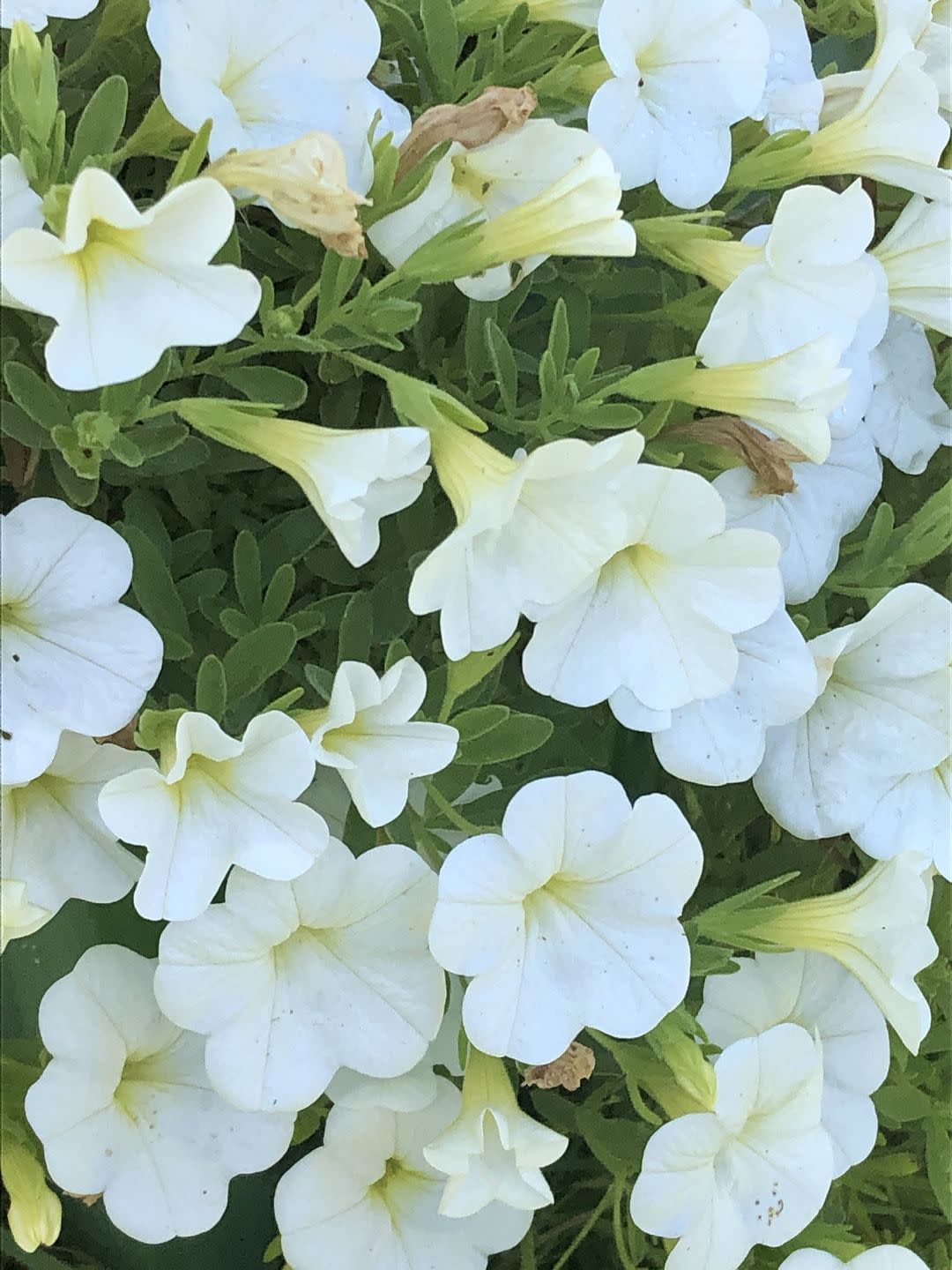 flowers that bloom at night like petunias