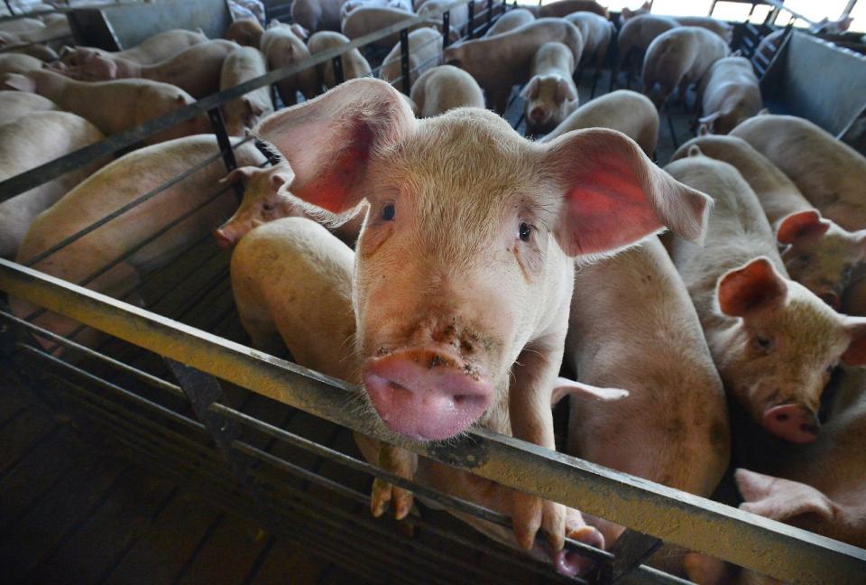 非洲豬瘟中央災害應變中心表示，違規輸入豬肉製品回國者首次將裁處新台幣20萬元罰鍰，第二次將裁處100萬元。（東方IC示意圖，東方IC）