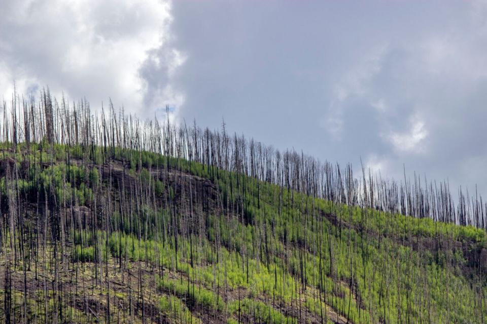 New growth pushes up from the understory of a burned aspen grove at the Rio Grande headwaters.