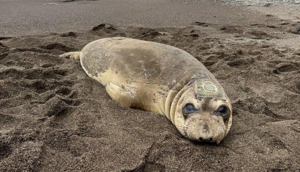 Monarch rested on the beach after her tag recovery. Photo taken under NMFS permit 27514.