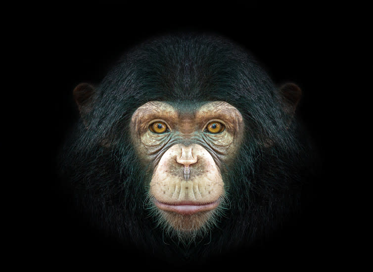 <span class="caption">Chimpanzees are the closest living relatives to humans.</span> <span class="attribution"><a class="link " href="https://www.shutterstock.com/image-photo/portrait-chimpanzees-551719273" rel="nofollow noopener" target="_blank" data-ylk="slk:Shutterstock;elm:context_link;itc:0;sec:content-canvas">Shutterstock</a></span>