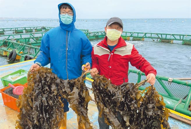 澎湖海藻養殖有成，裙帶菜再創新生機。（陳可文攝）