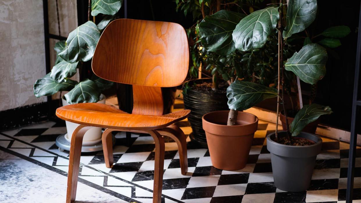 An urban interior with indoor plants and wooden chair
