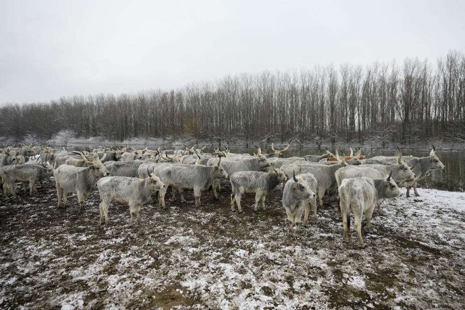 Cows stand on a flooded river island Krcedinska ada on Danube river, 50 kilometers north-west of Belgrade, Serbia, Tuesday, Jan. 9, 2024. After being trapped for days by high waters on the river island people evacuating cows and horses. (AP Photo/Darko Vojinovic)