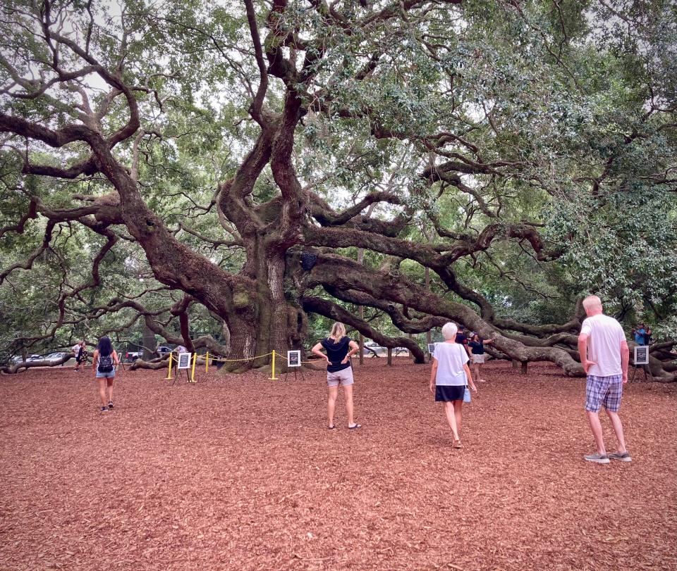 Visitors in awe of the Angel Oak on John's Island 12 miles outside of Charleston.