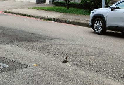 圖： 豔陽下一尾眼鏡蛇盤據工業區十六路猛吐信。（記者孫義方攝）