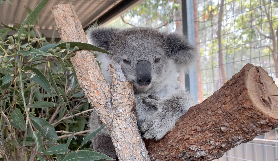 A koala in care in a cage. Close up.