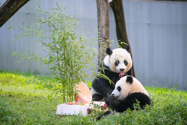 National Zoo Panda Cub Celebrates His First Snacking on Giant Ice Cakes with Mom