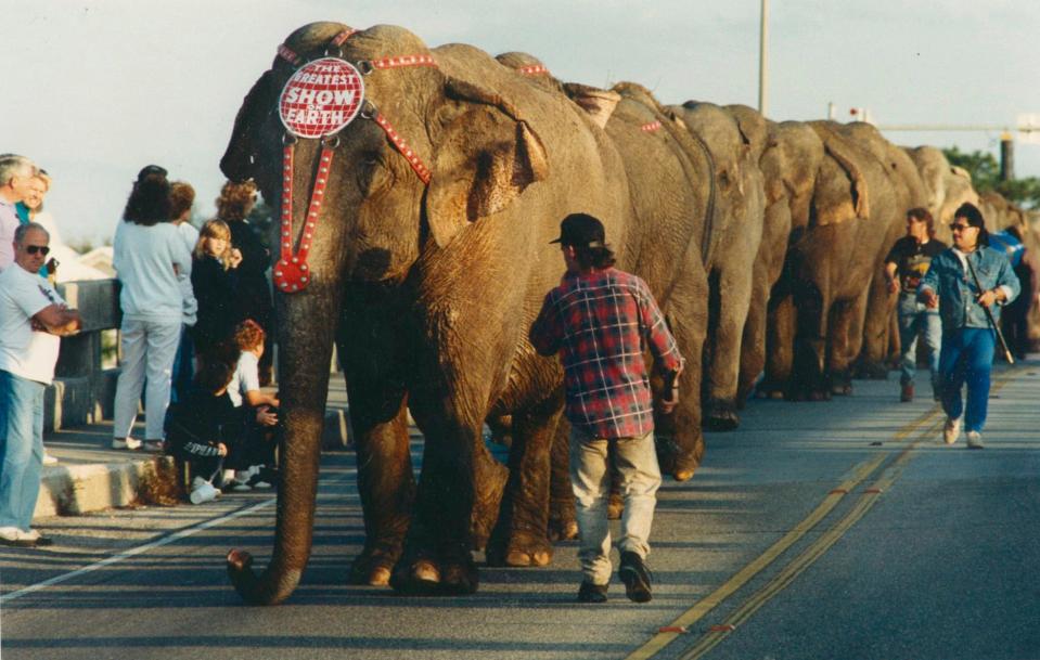 Ringling Bros. and Barnum & Bailey Circus elephants walk from the trainyard to their winter quarters in Venice in this 1991 photo.