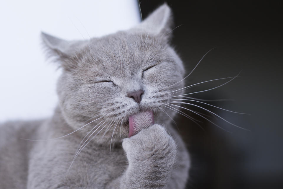 Little cat licking