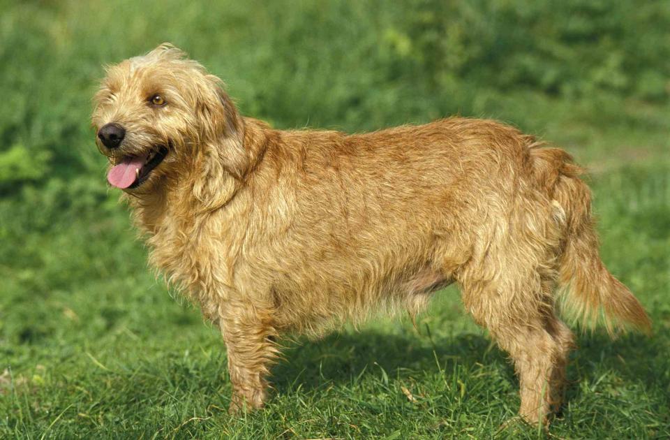 <p>Getty Images/<a href="https://www.gettyimages.com/search/photographer?photographer=slowmotiongli">slowmotiongli</a></p> The Basset Fauve de Bretagne is also often referred to as the Brittany Basset.