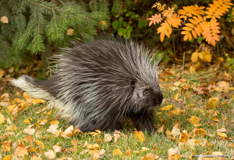 A porcupine on the grass