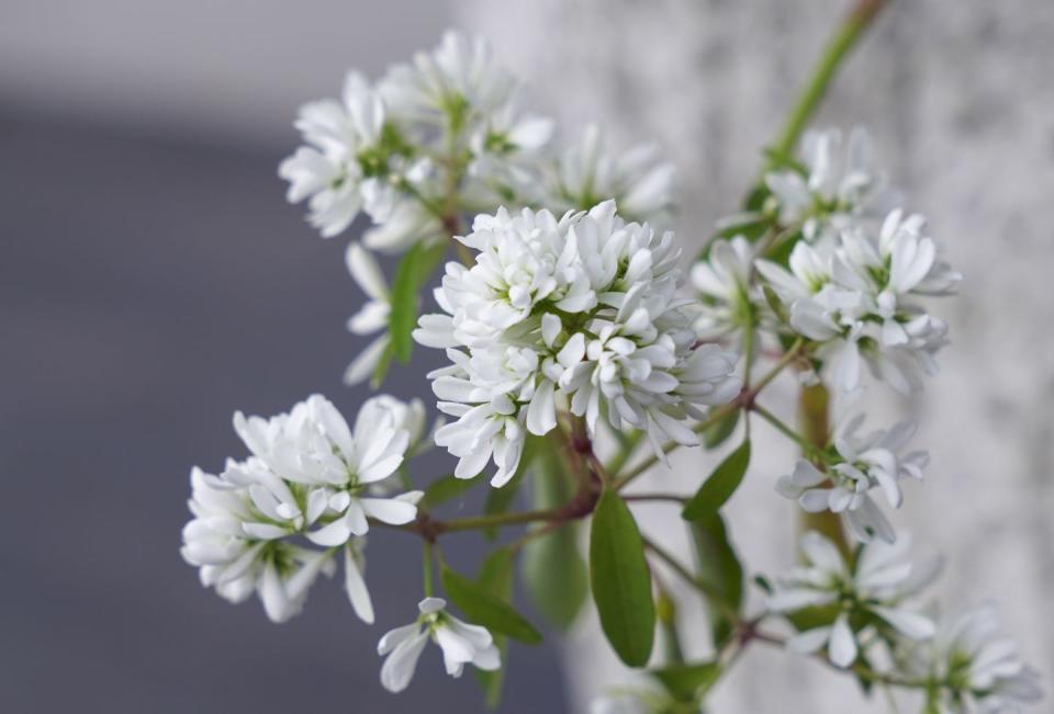 best shade flowers euphorbia