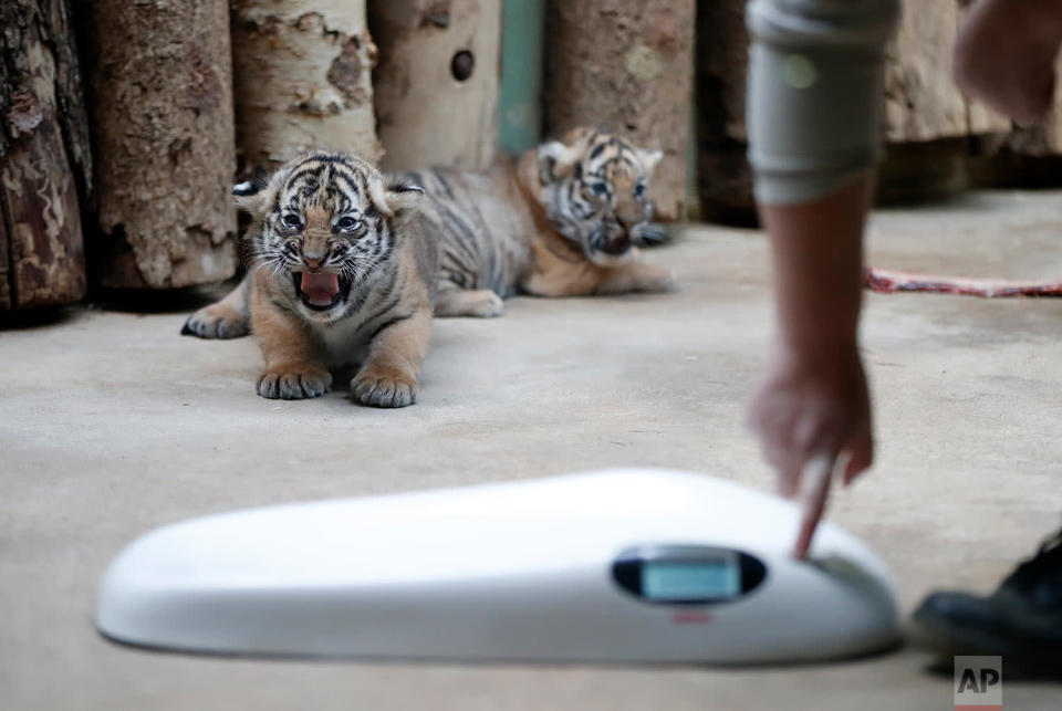 <p>Two cubs of critically endangered Malayan tigers are about to be weighed in their enclosure at the zoo in Prague, Czech Republic. The two cubs, a male and a female, were born on Oct 3, 2017. So far, only two European zoos managed to breed this subspecies of tiger, last time the zoo in Halle, Germany in 2013. (AP Photo/Petr David Josek) </p>