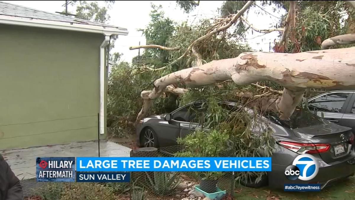 Massive Tree Topples Onto Cars Outside Sun Valley Home Amid Hilary