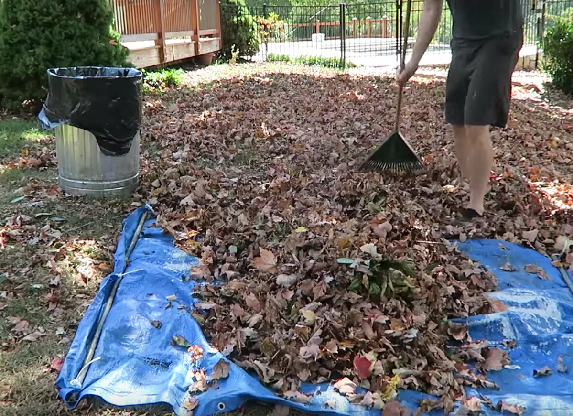 <body> <p>Want to spend less time clearing fall leaves? Where there's a rake there's a way! Stop <a rel="nofollow noopener" href=" http://www.bobvila.com/articles/raking-leaves/?bv=yahoo" target="_blank" data-ylk="slk:raking leaves;elm:context_link;itc:0;sec:content-canvas" class="link ">raking leaves</a> into small piles, and instead rake them directly onto an old tarp. Secure the tarp to the ground by staking it or placing heavy objects at the corners. Rake the leaves onto the tarp, remove the stakes, and then pull the sides of the tarp together to scoop up leaves swiftly.</p> <p><strong>Related: <a rel="nofollow noopener" href=" http://www.bobvila.com/slideshow/editor-s-picks-7-tools-to-wage-war-against-leaves-47974?bv=yahoo" target="_blank" data-ylk="slk:Editor's Picks: 7 Tools to Wage War Against Leaves;elm:context_link;itc:0;sec:content-canvas" class="link ">Editor's Picks: 7 Tools to Wage War Against Leaves</a> </strong> </p> </body>