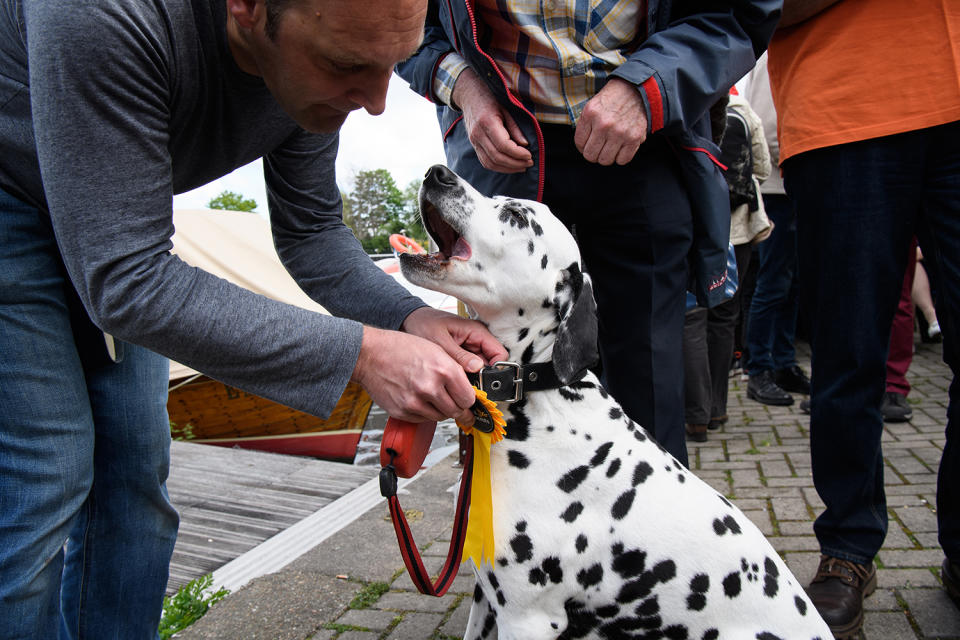 Polling station pooches