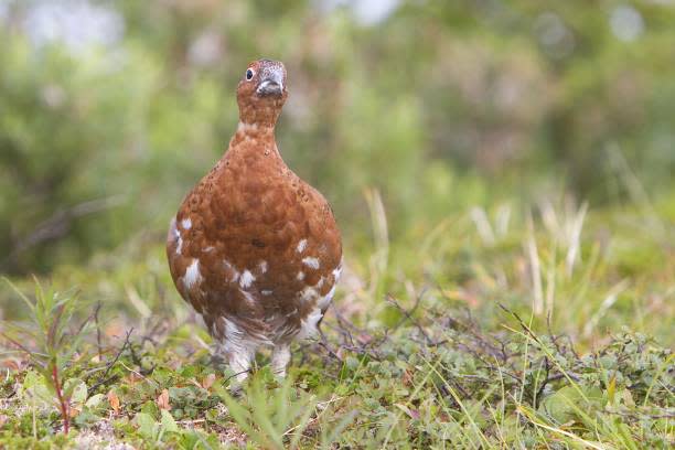 The willow ptarmigan is Alaska's state bird.