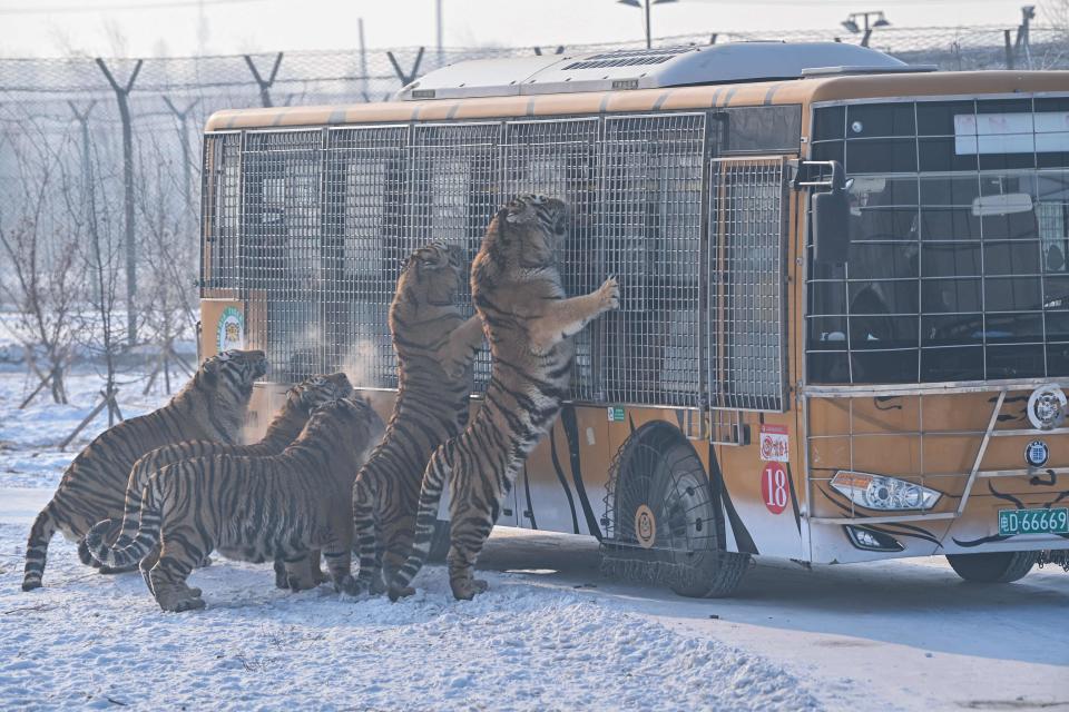 January 6, 2023: Siberian tigers are fed by visitors from a bus at the Siberian Tiger Park in Harbin, in China's northeastern Heilongjiang province.