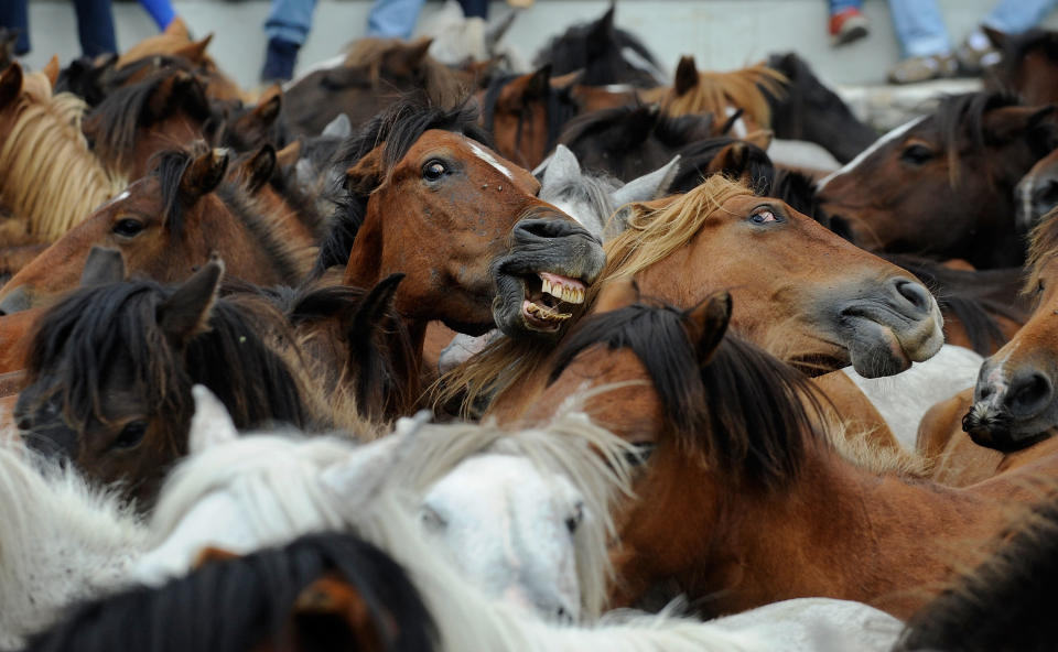 Wild Horses Are Tamed and Sheared for the Rapa das Bestas