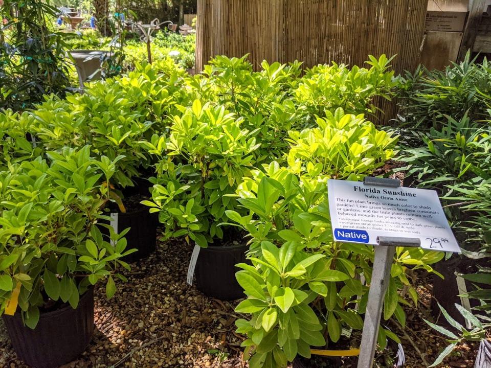 ‘Florida Sunshine’ Ocala anise is a low-growing shrub that will brighten shaded spots in your landscape.