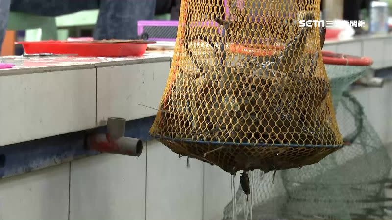消遣活動釣蝦也能賺錢。
